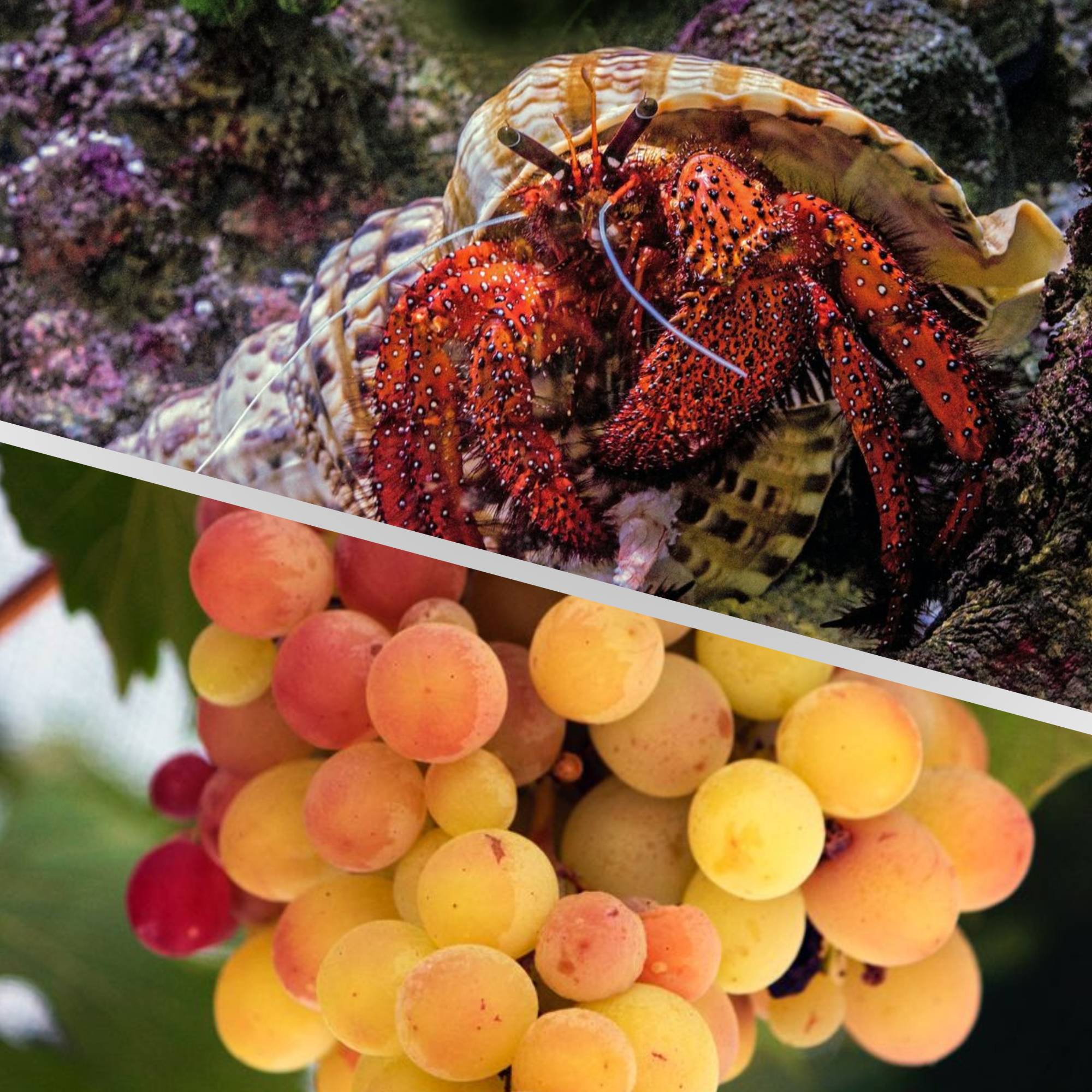 Can Hermit Crabs Eat Grapes?