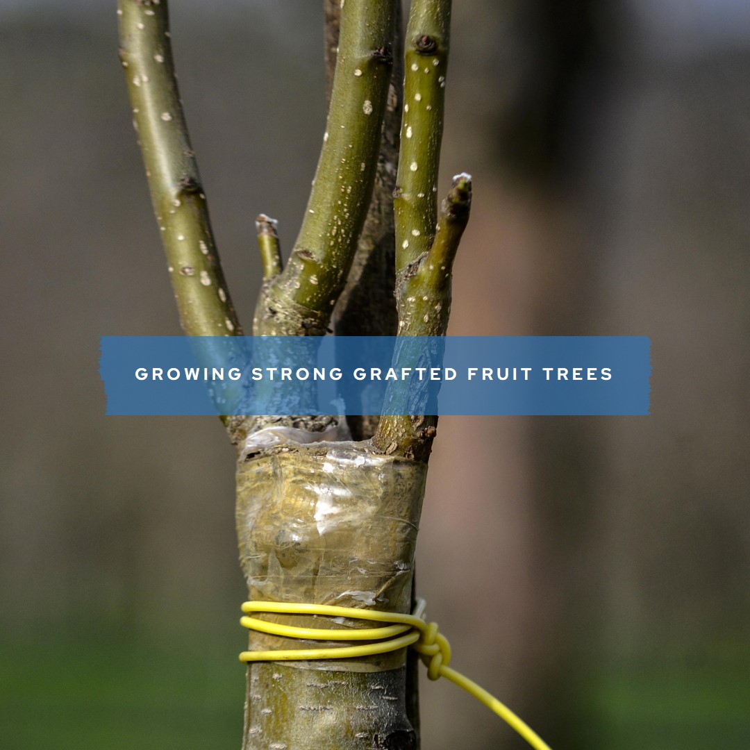 How to Graft Fruit Trees?