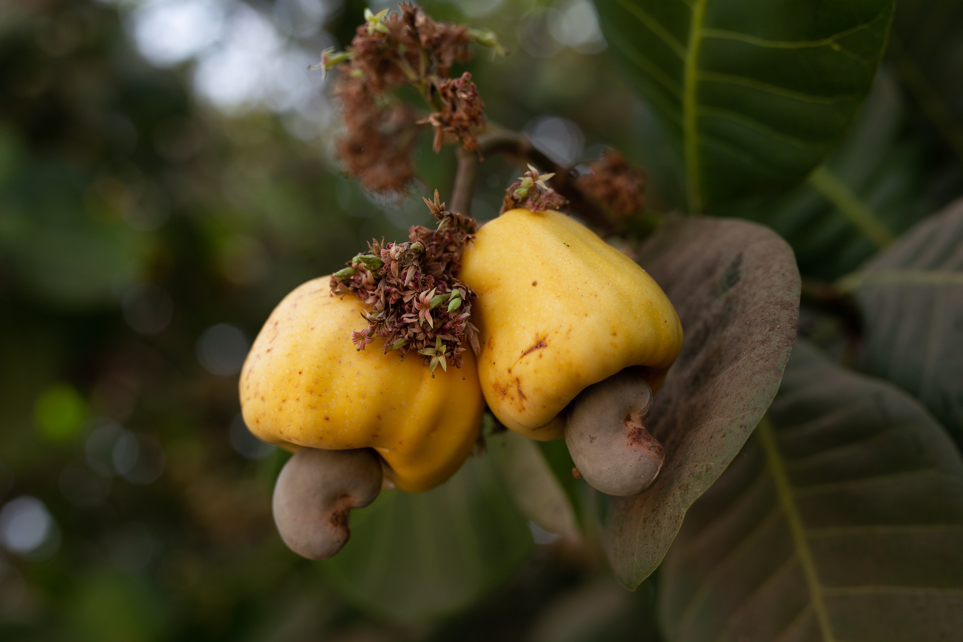 Are Cashew Apples Edible? Everything You Need to Know