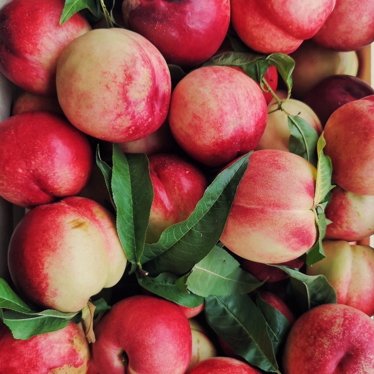 When Are Nectarines in Season?